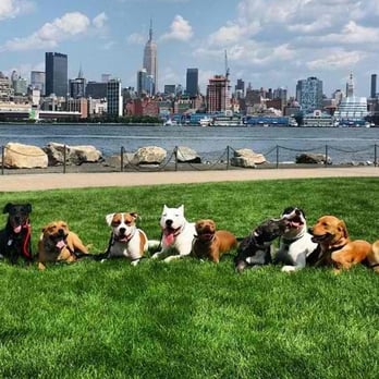Pack Leader Dog Cares Services - Pack walk photo - Dog Walkers Near Me Pack Leader Dog Cares Services - Pack walk photo - Dog Walkers Near Me