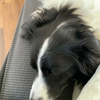 PetSuites - My border collie. - Pet Boarding Near Me - Plymouth, Minnesota PetSuites - My border collie. - Pet Boarding Near Me - Plymouth, Minnesota