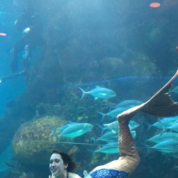 Downtown Aquarium - Mermaids during dinner (2) - Museums Near Me - Denver, Colorado Downtown Aquarium - Mermaids during dinner (2) - Museums Near Me - Denver, Colorado