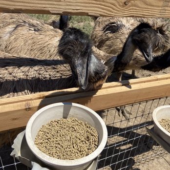 Ostrichland USA - Attraction Farms Near Me - Solvang, California Ostrichland USA - Attraction Farms Near Me - Solvang, California