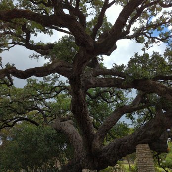 Landa Park - The photo doesn't do justice. Its the biggest live oak ive eve seen/ - Parks Near Me - New Braunfels, Texas