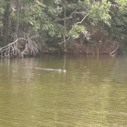 Gator Gator