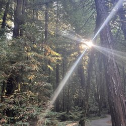 Grizzly Creek Redwoods State Park - Sunrise