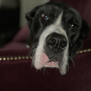 Clovercroft Veterinary Hospital - One happy customer!!! - Veterinarians Near Me - Franklin, Tennessee Clovercroft Veterinary Hospital - One happy customer!!! - Veterinarians Near Me - Franklin, Tennessee