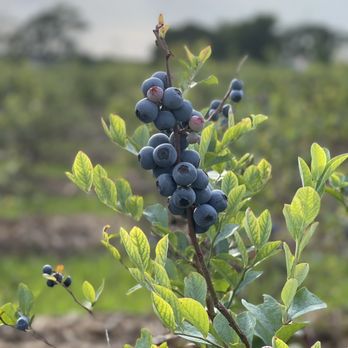 The Sanctuary Blueberry Farm - blueberries growing on a tree - Fruits & Veggies Near Me - Montgomery, Texas