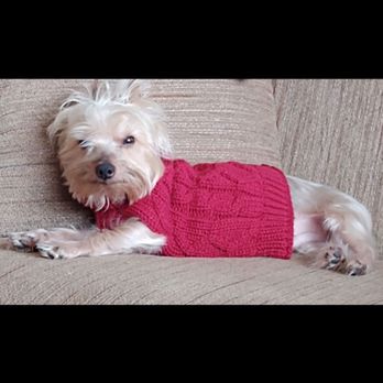 Absolutely Pawfect Pet Styling - Pet Groomers Near Me - Palos Hills, Illinois Absolutely Pawfect Pet Styling - Pet Groomers Near Me - Palos Hills, Illinois