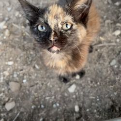 Hesperia Vet Supply - It's fleas and cough are gone :)