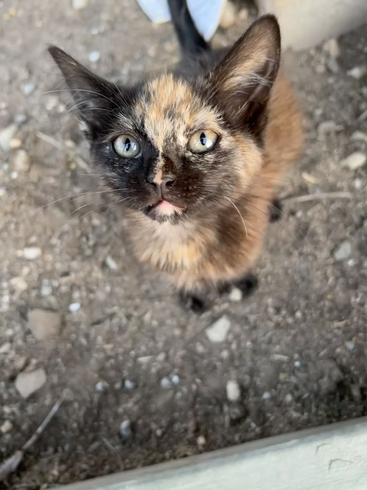 HESPERIA VET SUPPLY Updated October 2024 25 Reviews 11960