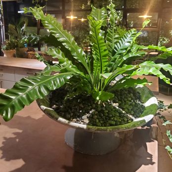 Rolling Greens - Studio City - Where the red Fern grows - Home Decor Near Me - Studio City, California Rolling Greens - Studio City - Where the red Fern grows - Home Decor Near Me - Studio City, California