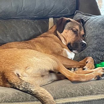 Veterinary Emergency Group - Back home resting. Thanks to VEG. - Emergency Pet Hospital Near Me - Encinitas, California