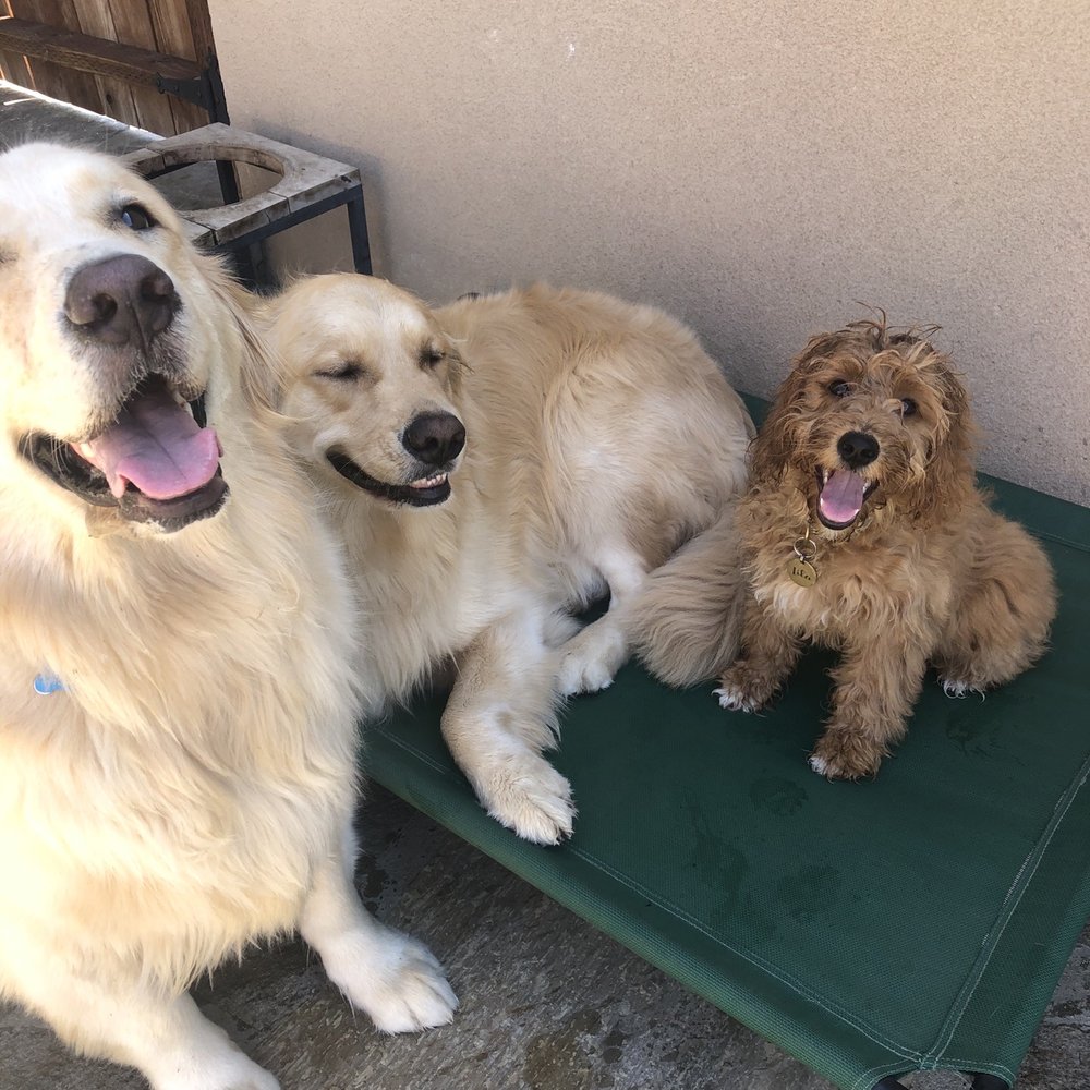A Bark Idea - Pet Training Near Me - Redondo Beach, California A Bark Idea - Pet Training Near Me - Redondo Beach, California