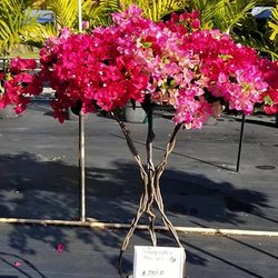 GVI Sod - GVI Garden Center has a variety of bougainvillea's to choose from!