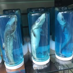 Bethany Trading Company - Dead baby sharks do not belong in a toy store
