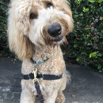 Taurus Academy Burnet - Shamus loves his walks! - Pet Training Near Me - Austin, Texas Taurus Academy Burnet - Shamus loves his walks! - Pet Training Near Me - Austin, Texas