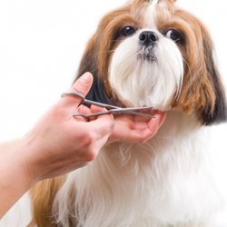 Calabria Pet Grooming