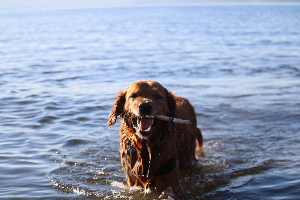Peluditos Petcare - pet boarding facility in Bellevue, WA