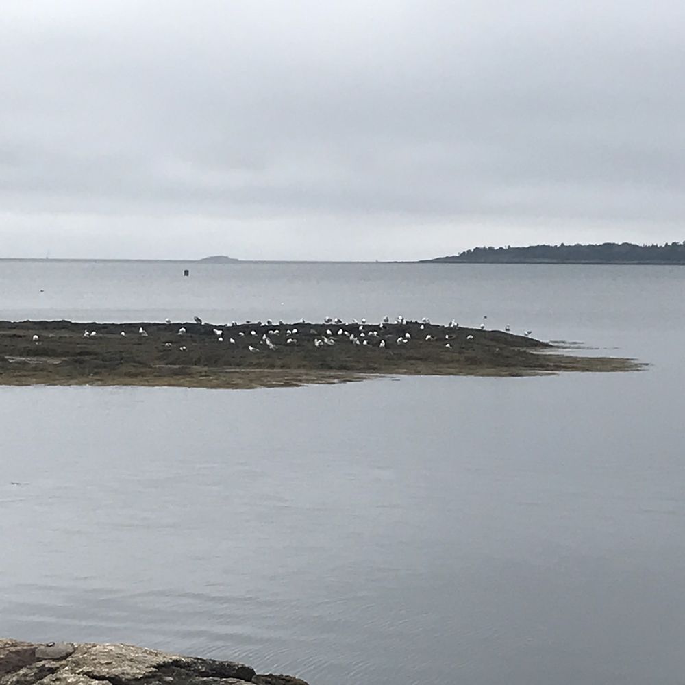 Sebasco Harbor Resort - Seagulls ! Fred is there somewhere ;) - Resorts Near Me - Sebasco Estates, Maine Sebasco Harbor Resort - Seagulls ! Fred is there somewhere ;) - Resorts Near Me - Sebasco Estates, Maine