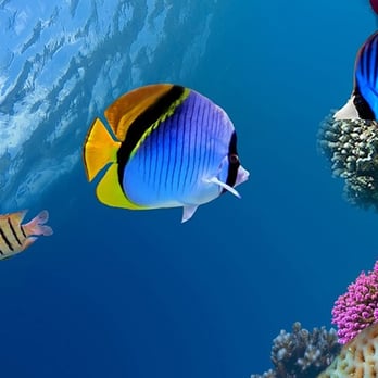 Aquatech Aquarium Service - Looking to add rare tropical fish to your aquarium? Aquatech can help you find the perfect fit and provide you with the fish. - Aquarium Services Near Me - Culver City, California Aquatech Aquarium Service - Looking to add rare tropical fish to your aquarium? Aquatech can help you find the perfect fit and provide you with the fish. - Aquarium Services Near Me - Culver City, California