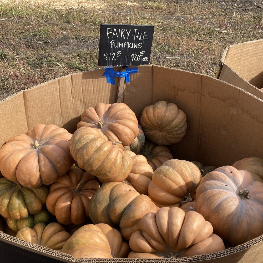 Repetto's Pumpkins - Specialty Pumpkins - Pumpkin Patches Near Me - Half Moon Bay, California Repetto's Pumpkins - Specialty Pumpkins - Pumpkin Patches Near Me - Half Moon Bay, California