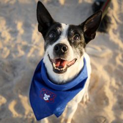 Good Dog Activewear