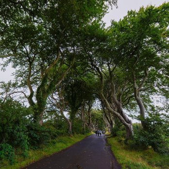 The Dark Hedges - The Dark Hedges (Bregagh Road) -- the Kings Road on Game of Thrones - Landmarks & Historical Buildings Near Me - Antrim, BLY The Dark Hedges - The Dark Hedges (Bregagh Road) -- the Kings Road on Game of Thrones - Landmarks & Historical Buildings Near Me - Antrim, BLY