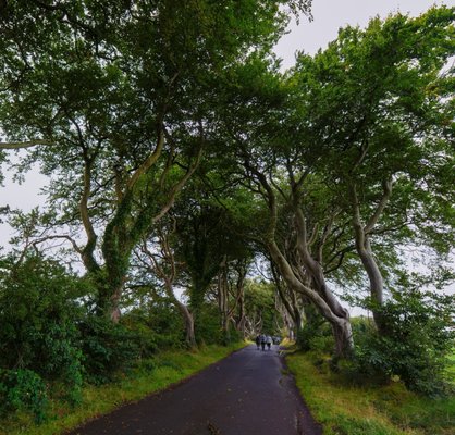 The Dark Hedges by null