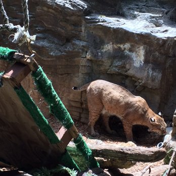 CuriOdyssey - Bob cat - Zoos Near Me - San Mateo, California