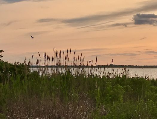 Jamaica Bay Wildlife Refuge by null