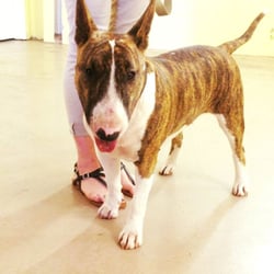 P.U.P.S. Dog Training