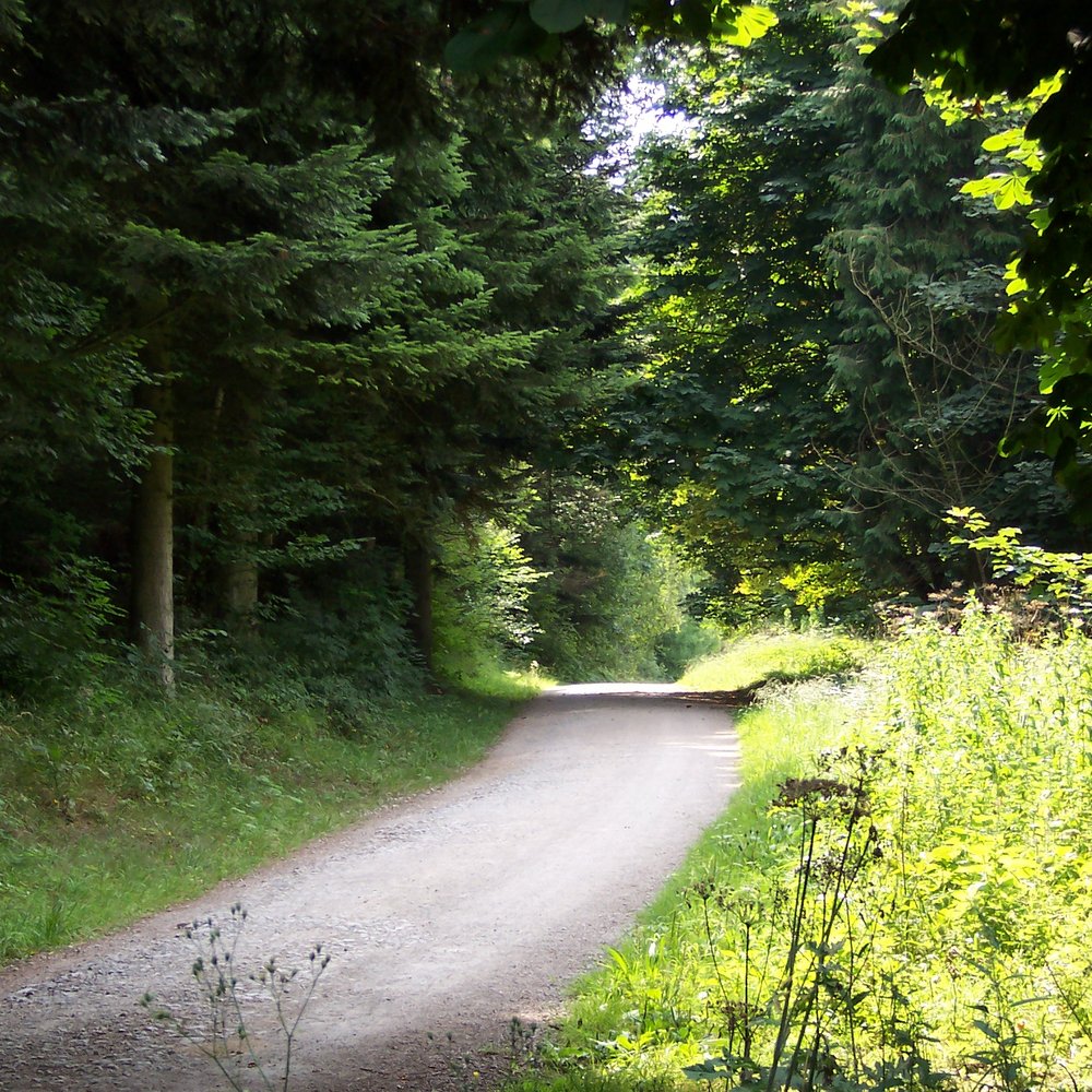Dalby Forest - Active Life Near Me