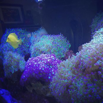 Fish Man Aquarium Service - Aquarium Services Near Me Fish Man Aquarium Service - Aquarium Services Near Me