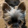 Photo of Orchards Veterinary Clinic
