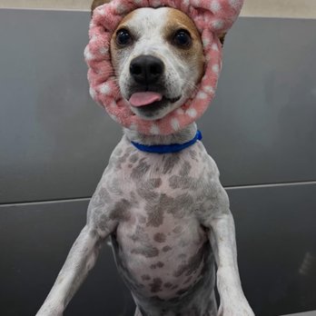 Hounds Town - Jacksonville Beach Blvd - Pet Groomers Near Me - Jacksonville, Florida Hounds Town - Jacksonville Beach Blvd - Pet Groomers Near Me - Jacksonville, Florida