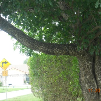 Excel Tree Service - Tree Services Near Me - Miami, Florida Excel Tree Service - Tree Services Near Me - Miami, Florida