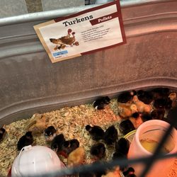 Tractor Supply - Turken! Not a turkey, not a chicken... but a turken!