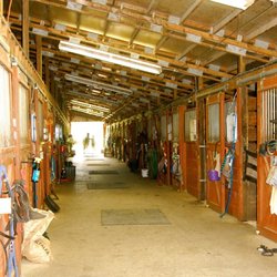 Trillion Equestrian