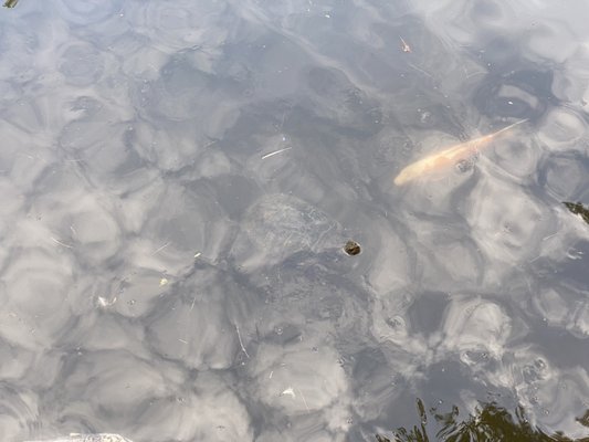 Stanley Park by null