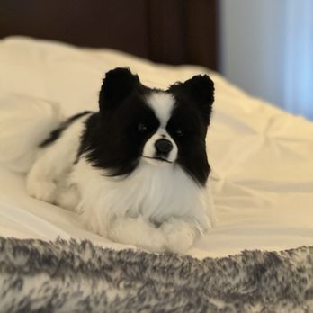 Cuddle Clones - Cuddle clone - Pet Stores Near Me - Akron, Ohio
