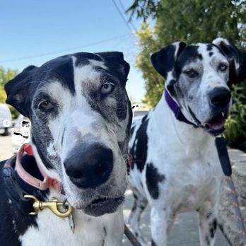 PupWalks - Lola giving her "little" sister Fiona some side-eye action - Dog Walkers Near Me PupWalks - Lola giving her "little" sister Fiona some side-eye action - Dog Walkers Near Me