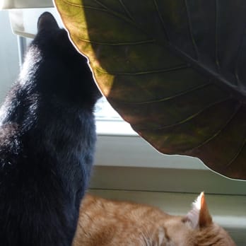 En Cas d'Absence - Pet Sitting Near Me - Lyon, 69