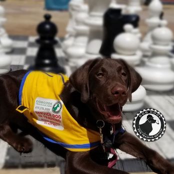 Dog Code Training - Rocco service dog training - Pet Training Near Me