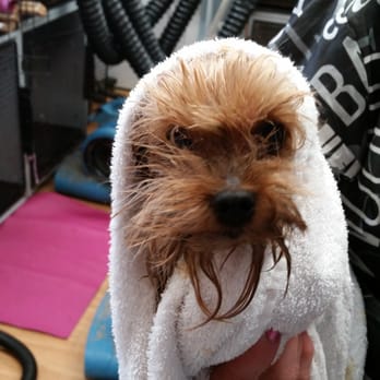 Doggie Dips & Clips - Pet Groomers Near Me - Greenfield, Massachusetts Doggie Dips & Clips - Pet Groomers Near Me - Greenfield, Massachusetts