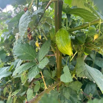 Bailey Family Farm - Pick Your Own Farms Near Me - Snohomish, Washington