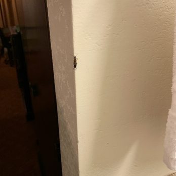SureStay Plus Hotel by Best Western Lompoc - Pincher bug climbing the wall - Hotels Near Me - Lompoc, California SureStay Plus Hotel by Best Western Lompoc - Pincher bug climbing the wall - Hotels Near Me - Lompoc, California