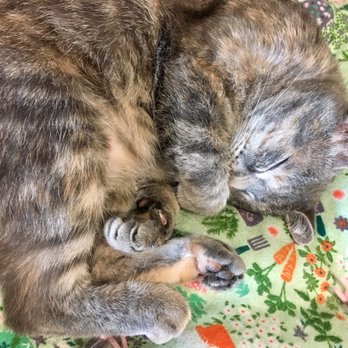 The Cafe Meow - SOOO CUTE - Coffee & Tea Near Me - Roseville, Minnesota The Cafe Meow - SOOO CUTE - Coffee & Tea Near Me - Roseville, Minnesota