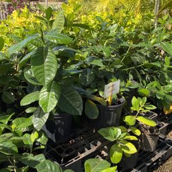 Miliani Agricultural Park - In search of gardenia