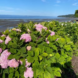 White Rock