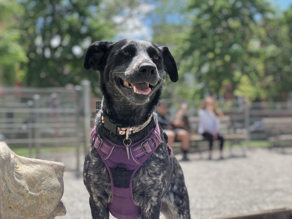 DONOVANS DOGS Updated May 2024 105 Photos & 18 Reviews 401 Willow