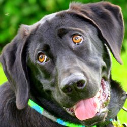 Both Ends of the Leash - In-home dog training providing support after the lesson as well.