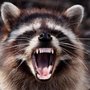 Photo of Absolute Critter Removal